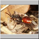 Nomada ferruginata - Wespenbiene-01.jpg